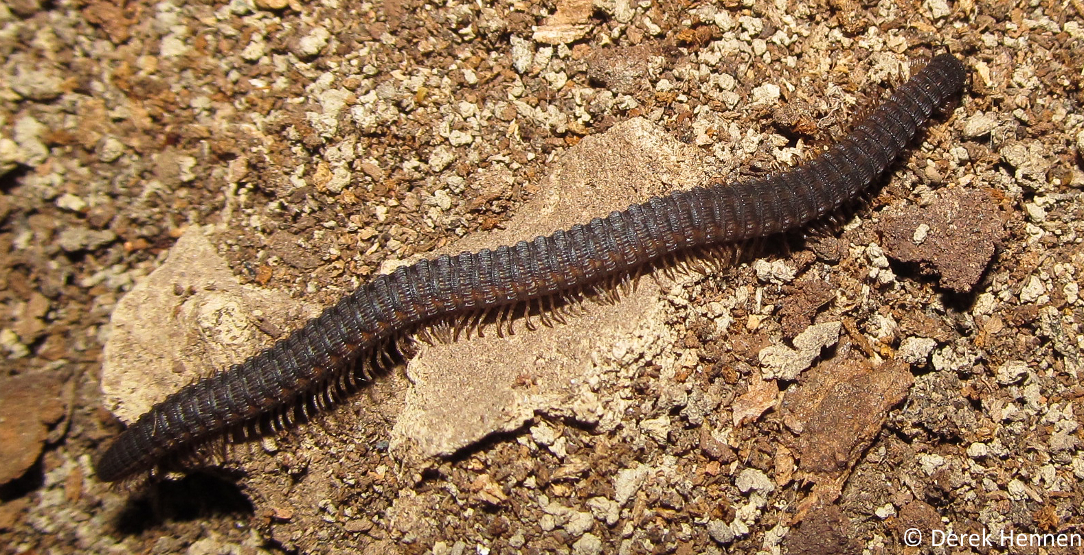 Представитель Семейства Abacionidae